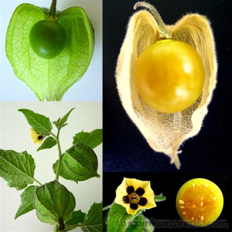 Inca Berry Cape Gooseberry Physalis Peruviana Seeds Fair Dinkum Seeds