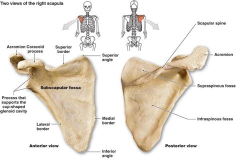 exercises  scapular stabilization  health advisor
