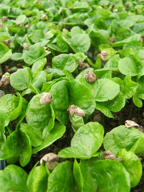 About Our Beans — Pura Vida Create Good