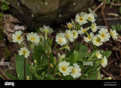 Wild Primroses Primula Vulgaris True Primrose English Primrose