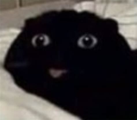 Black Cat Funny Memes