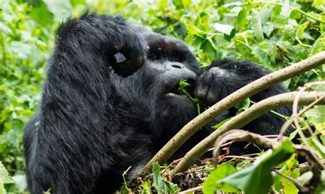 First Time Gorilla Trekking In Congo Congo Safaris Tours