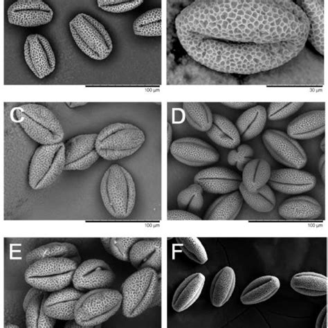 Scanning Electron Microscopy Photographs Of Pollen Grains Of A C Download Scientific Diagram