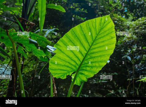 Green Leaves In Asian Tropical Rainforest Thailand Stock Photo Alamy