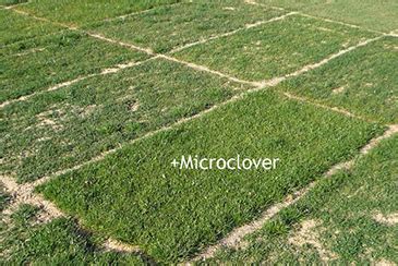 Lawns_Microclover - Central Turf and Irrigation Supply