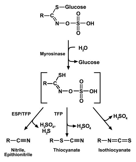 Glucosinolate Biosynthesis