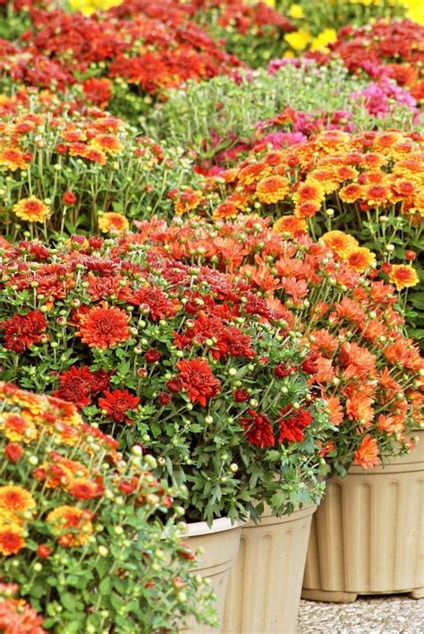 Mum Colors and How To Care for Them This Fall in 2022 | Planting mums ...