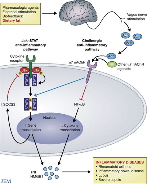 Acetylcholine Cholinergic Receptors - Brain Mind Article