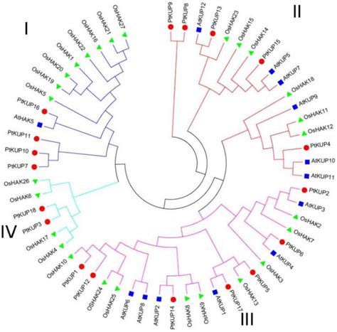 Horticulturae Free Full Text Genome Wide Identification