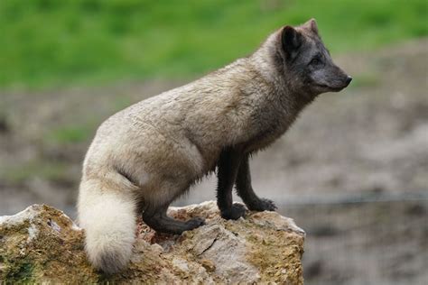 Le renard polaire du parc zoologique CERZA en Normandie