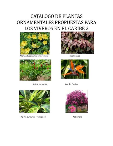 Tipos De Plantas Ornamentales Y Beneficios E82