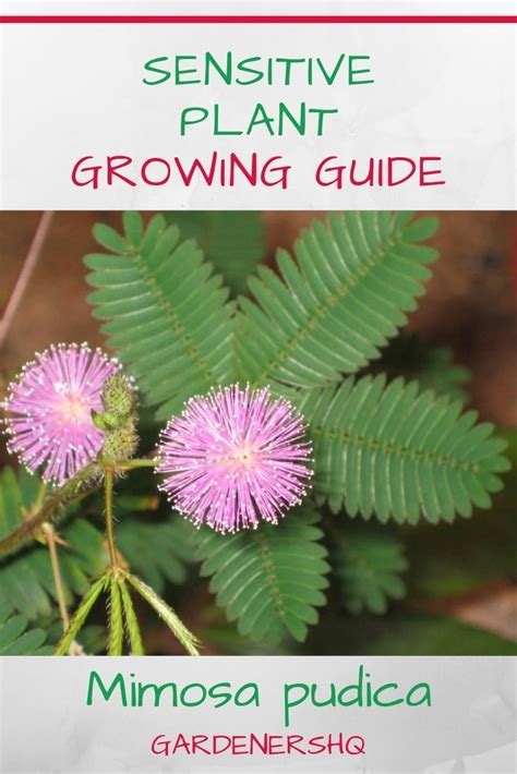 How To Grow Mimosa Sensitive Plant Pudica In The Garden Or At Home