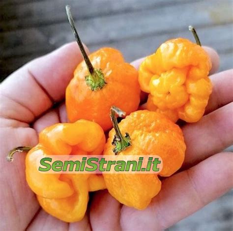 7 Pot Primo Orange Seeds Semi Strani Carlo Martini