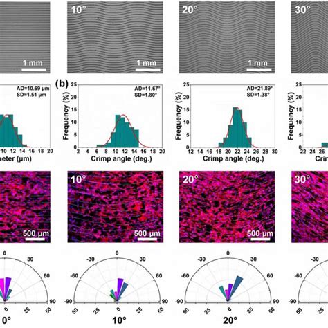 A Sem Images B Fiber Diameter Distribution A And Spacing