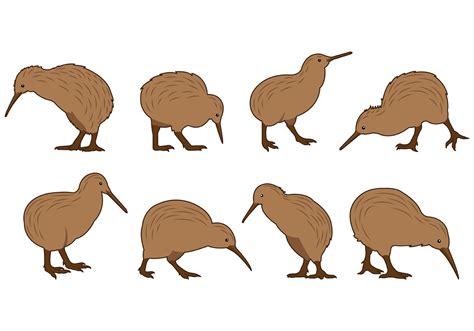 Set Of Kiwi Bird Vectors 135044 Vector Art At Vecteezy