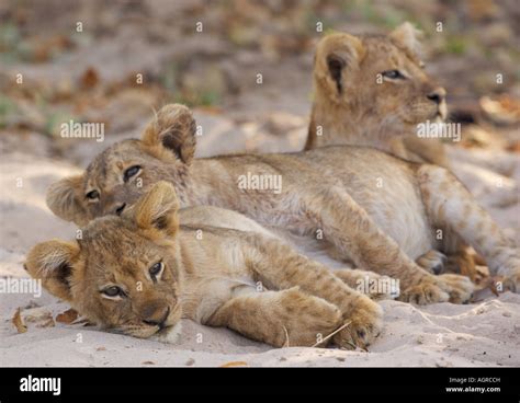 Three Lion cubs Stock Photo - Alamy