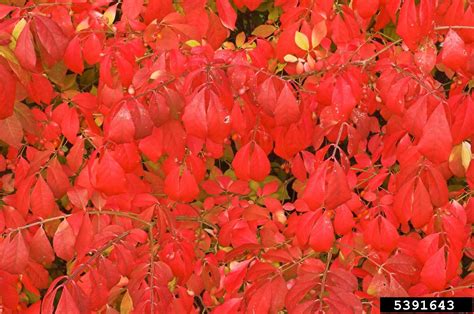 Winged Burning Bush Euonymus Alatus Thunb Sieb