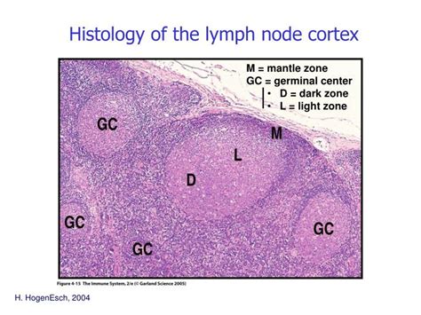 Ppt Development Of B Lymphocytes Powerpoint Presentation Id