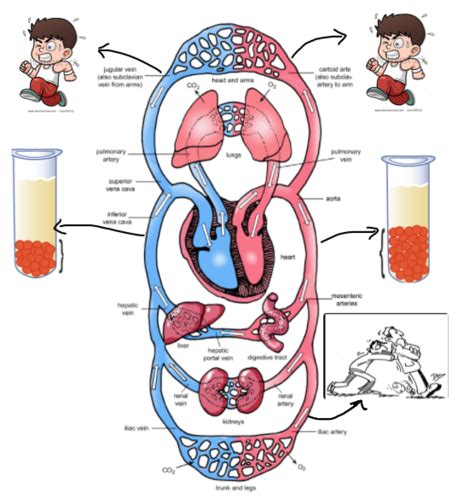 Hemodynamics Flashcards Quizlet