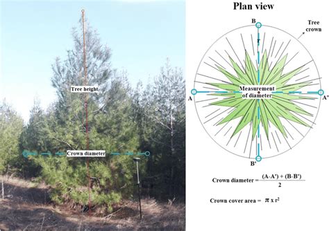 The Method Used For Tree Height And Diameter Measurement The Height Of