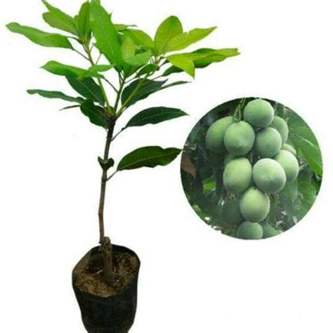 Jual Pohon Mangga Simanalagi Bibit Pohon Mangga Lalijiwo Shopee