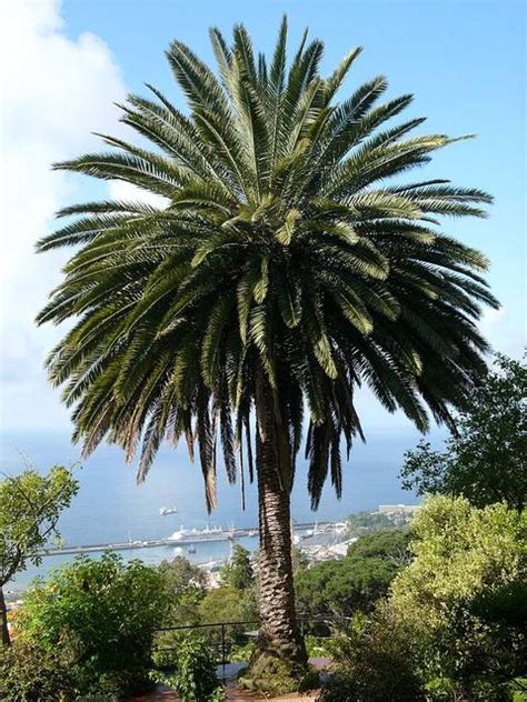 Phoenix Canariensis Palmier Des Canaries Culture Et Entretien