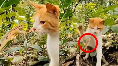 Viral Video Of Cat And Snake Fight Goes Viral Gets Slapped हमला करने