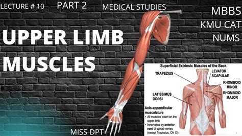 Muscle Connecting Upper Limbs To Vertebral Column Anatomy Nerve Supply Part 2 Hindi