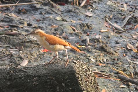 Img7402 Pale Legged Hornero Guayaquil Guillaume Normand Flickr