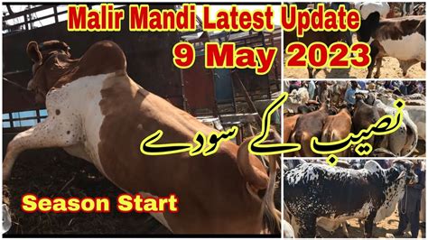 Malir Mandi Karachi Cattle Latest Rates Update May Cow Mandi