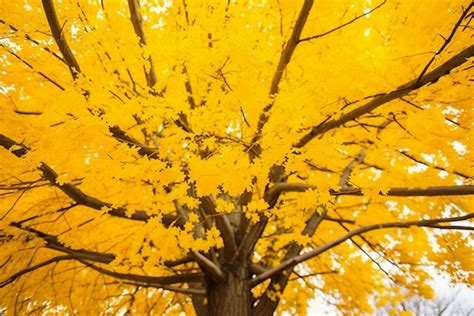 Yellow Leaves Hang High In The Air Over A Tree Background Autumn