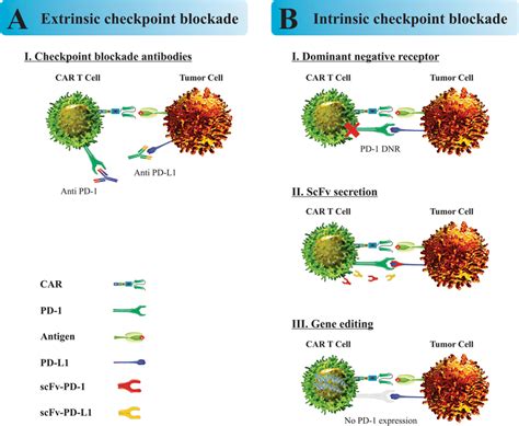 A Schematic Representation Of Various Strategies For Immune Checkpoint