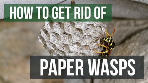 How To Get Rid Of Paper Wasps 4 Easy Steps Youtube