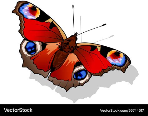 Peacock Butterfly Royalty Free Vector Image Vectorstock