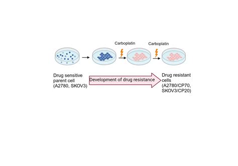 Generation Of Resistant Cell Line Biorender Science Templates