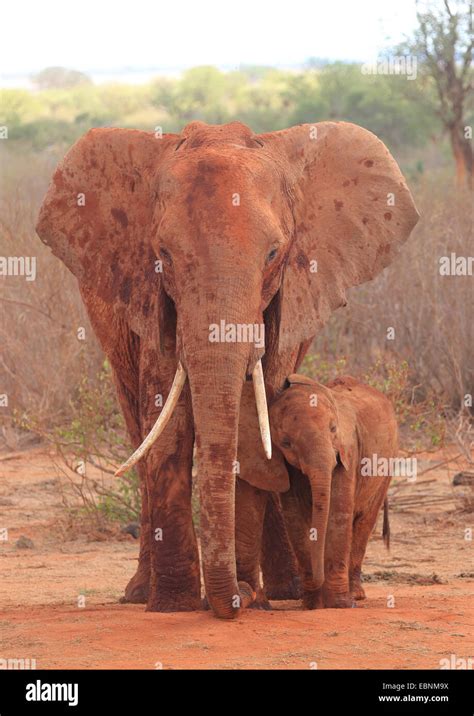 African Elephant Loxodonta Africana Female With Baby Elephant