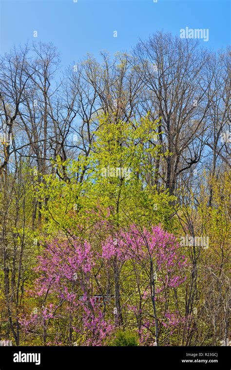 American Redbud Trees Hi Res Stock Photography And Images Alamy