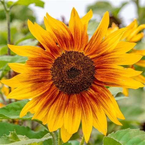 7 Favorite Sunflower Varieties for Fall | Family Handyman