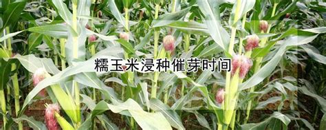 糯玉米浸种催芽时间 发财农业网