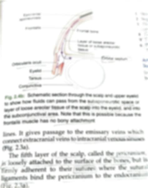 SOLUTION: Scalp layers - Studypool