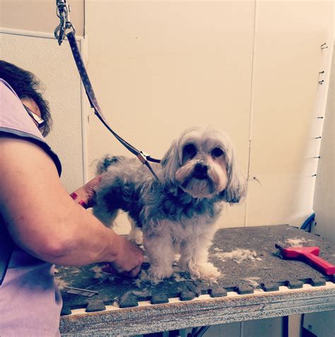 The Urban Dog - Home | Facebook