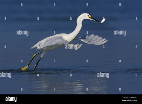 Snowy Egret Egretta Thula Taking Off From Water With Captured Fish