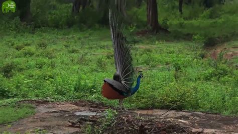 A Beautiful Peacock Dancing Youtube