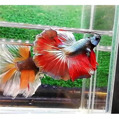 Copper Red Halfmoon Erkek Betta M