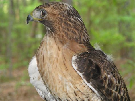 Free Images Nature Wing Profile Looking Wildlife Portrait Beak