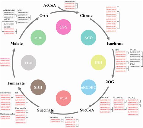 Distribution Of Genes Related To Different Tca Components And Their