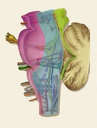 Cranial Nerve Nuclei Internal Anatomy Of Brainstem Flashcards Quizlet