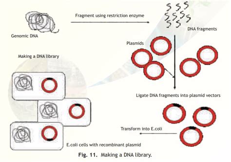 Genomic Library Construction