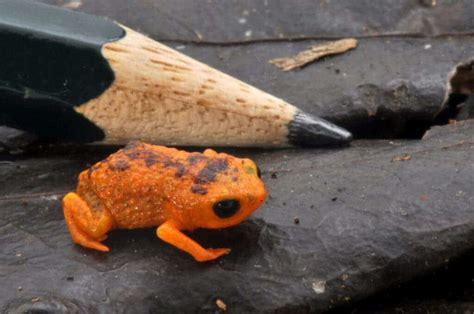 This Cute Frog Is Bad At Frogging Researchers Now Know Why