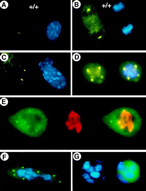 Centrosome Amplification And A Defective G M Cell Cycle Checkpoint